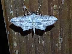 Arcobara multilineata