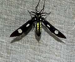Leucotmemis nexa