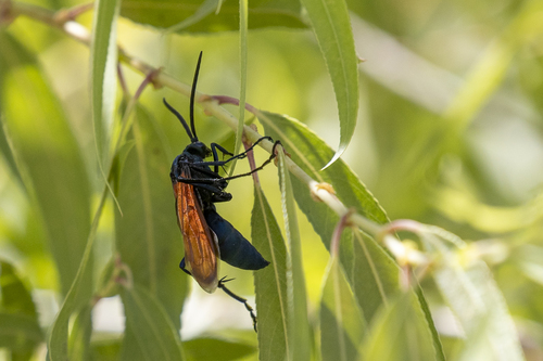 iNaturalist observation photo of Thisbe's Tarantula-hawk Wasp