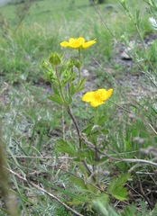 Potentilla adscharica