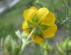 Potentilla adscharica