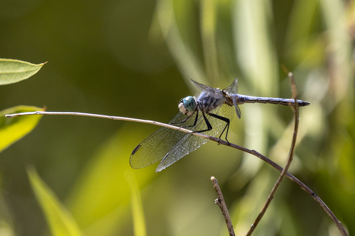 iNaturalist observation photo of Blue Dasher