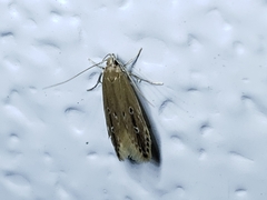 Limnaecia phragmitella