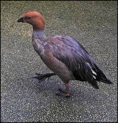 Chloephaga rubidiceps