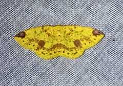 Periclina