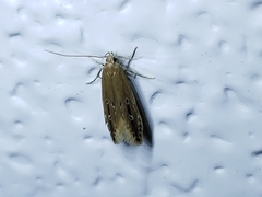 Limnaecia phragmitella