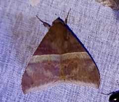 Ophisma tropicalis