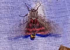 Arachnis aulaea