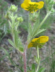Potentilla adscharica