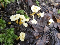 Cantharellus wellingtonensis image