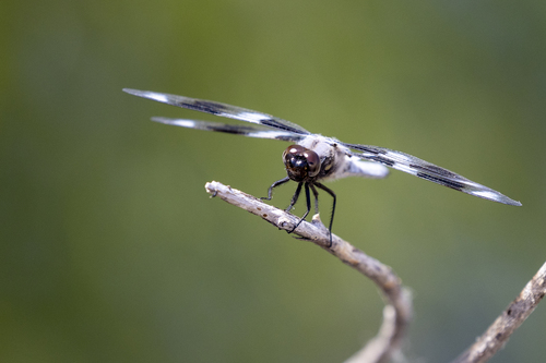 iNaturalist observation photo of Eight-spotted Skimmer