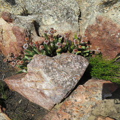 Machairophyllum albidum