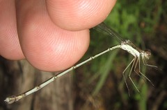 Lestes pinheyi