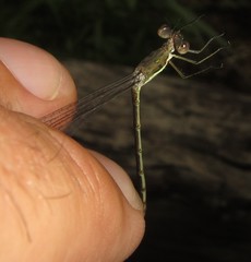 Lestes pinheyi