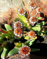 Machairophyllum albidum