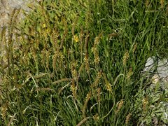 Plantago maritima serpentina