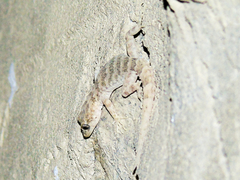 Altiphylax stoliczkai