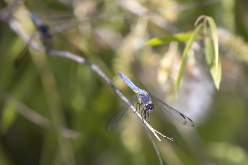 iNaturalist observation photo of Blue Dasher