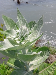 Verbascum gnaphalodes