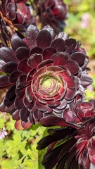 Aeonium arboreum