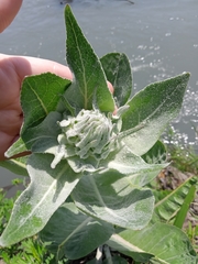 Verbascum gnaphalodes