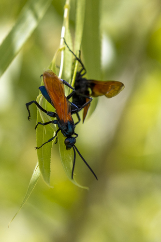 iNaturalist observation photo of Thisbe's Tarantula-hawk Wasp