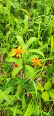 Tephroseris porphyrantha