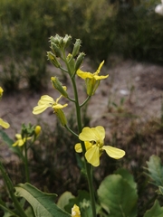 Raphanus raphanistrum