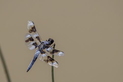 iNaturalist observation photo of Eight-spotted Skimmer