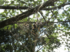 Trichonephila clavipes image