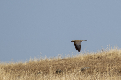 iNaturalist observation photo of Mourning Dove
