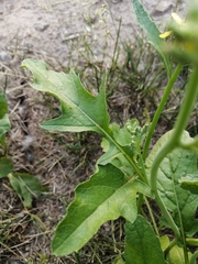 Raphanus raphanistrum