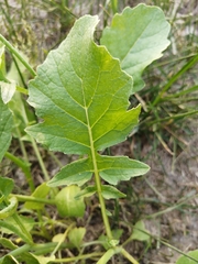 Raphanus raphanistrum