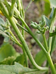 Raphanus raphanistrum