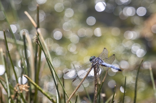 iNaturalist observation photo of Blue Dasher