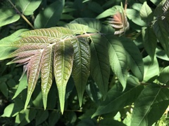 Ailanthus