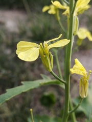 Raphanus raphanistrum