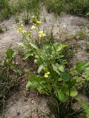 Raphanus raphanistrum