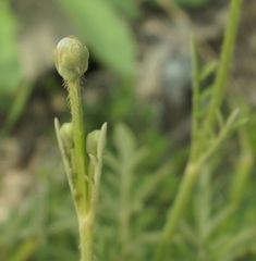Cephalaria uralensis