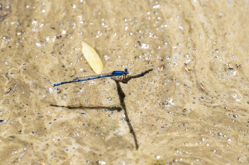 iNaturalist observation photo of Familiar Bluet