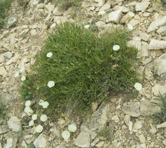 Convolvulus holosericeus