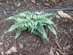 Athyrium niponicum