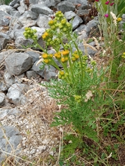 Jacobaea vulgaris dunensis