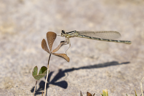 iNaturalist observation photo of Bluets
