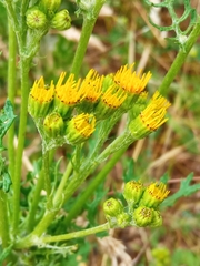 Jacobaea vulgaris dunensis