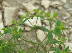 Euphorbia taurinensis
