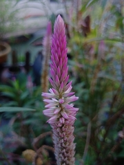 Celosia spicata