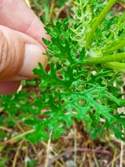 Jacobaea vulgaris dunensis