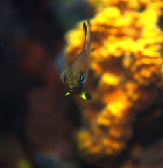 Pempheris multiradiata