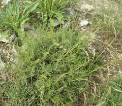 Cephalaria uralensis